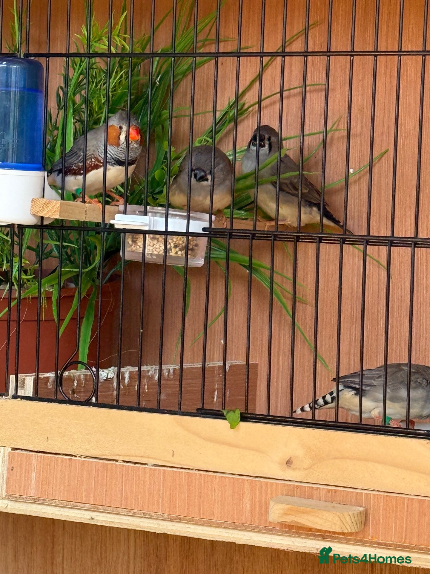 Finches birds  Female Zebra finches  - Advert 1