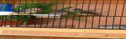 Finches birds for sale:  Female Zebra finches  - Advert 1
