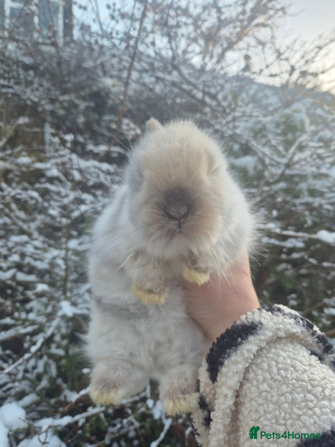 Angora rabbits for sale: 💖💙Ready in 2 weeks- Blue harli teddydwerg💙💖 - Advert 2