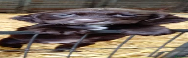 Sprocker 2