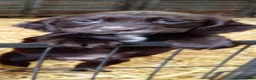 Sprocker dogs for sale: Working sprocker pups - Advert 6