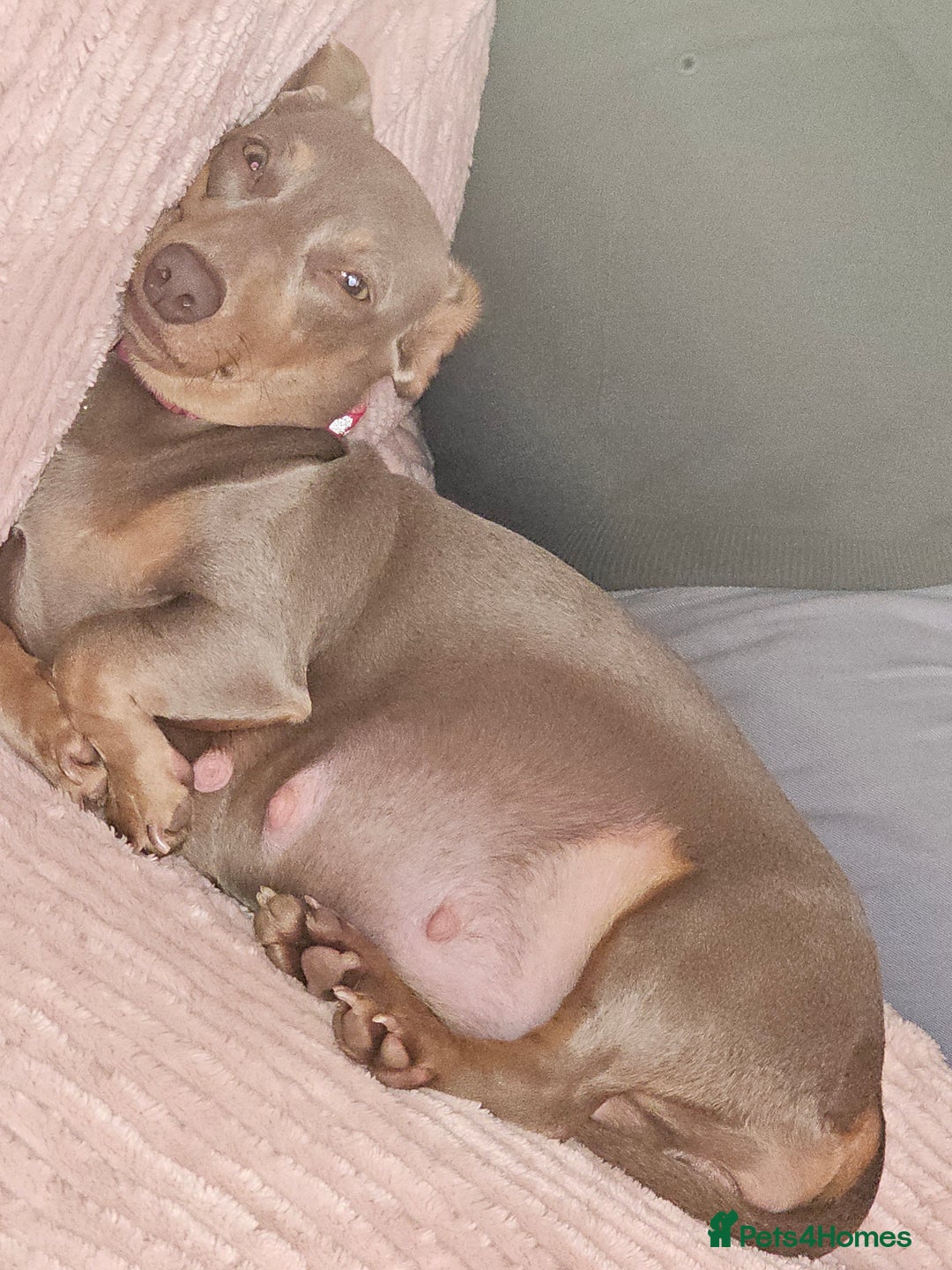 Dachshund dogs for sale: Dashound puppies - Image 2