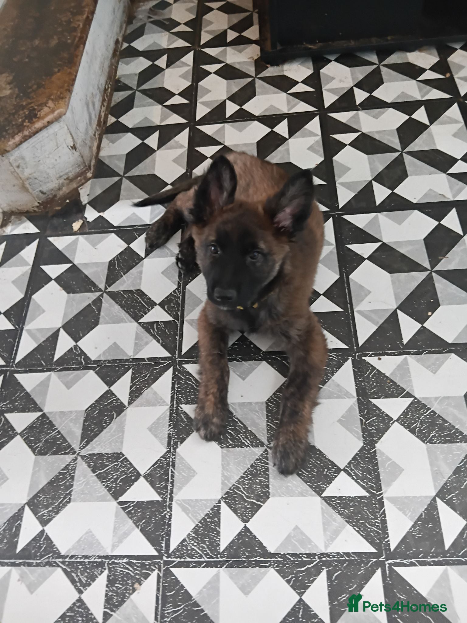 Mixed Breed dogs German shepherd x dutch shepherd  - Advert 2