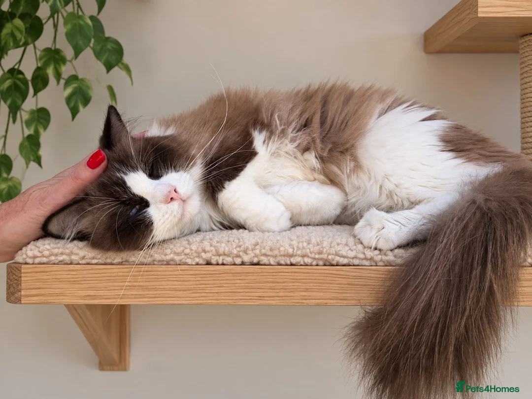 Ragdoll cats for stud: 🏆 GCCF & TICA Seal Bi-colour, Champion sired - Advert 2