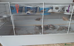 Finches birds for sale: Zabira finches  - Image 6