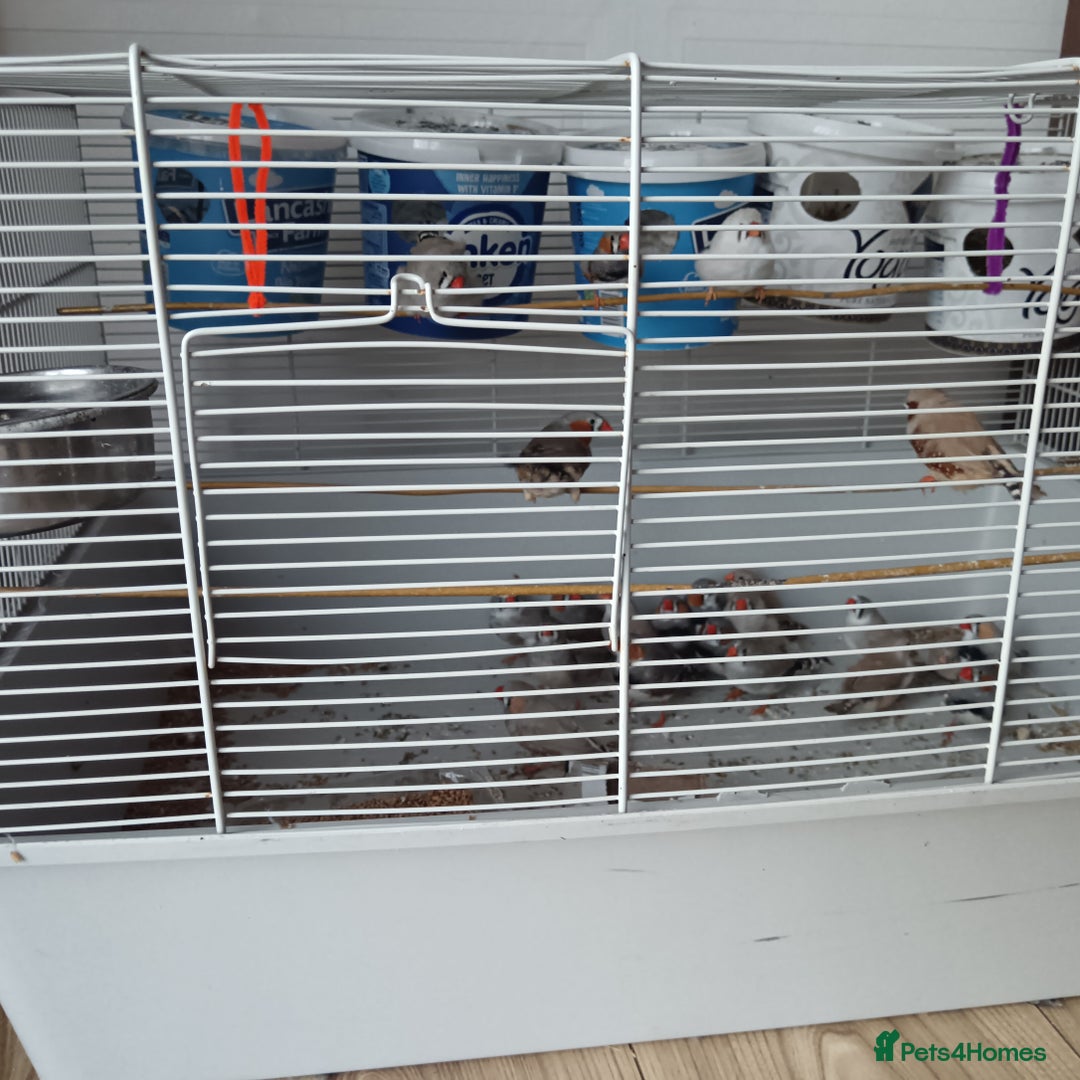 Finches birds for sale: Zabira finches  - Image 6