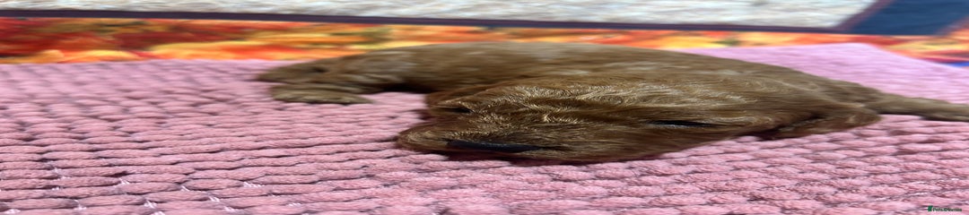 Cockapoo Puppy 7