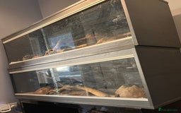 Python Snake reptiles for sale: Royal Python Pair +Full setups  - Image 6