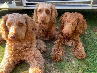 Cockapoo dogs beautifull fib cockerpoos - Advert 4