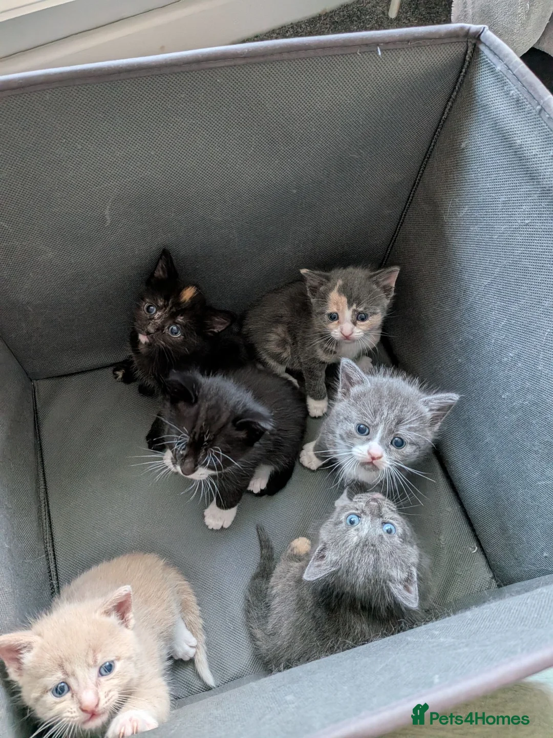 Mixed Breed cats for sale: Kittens for sale  - Advert 1