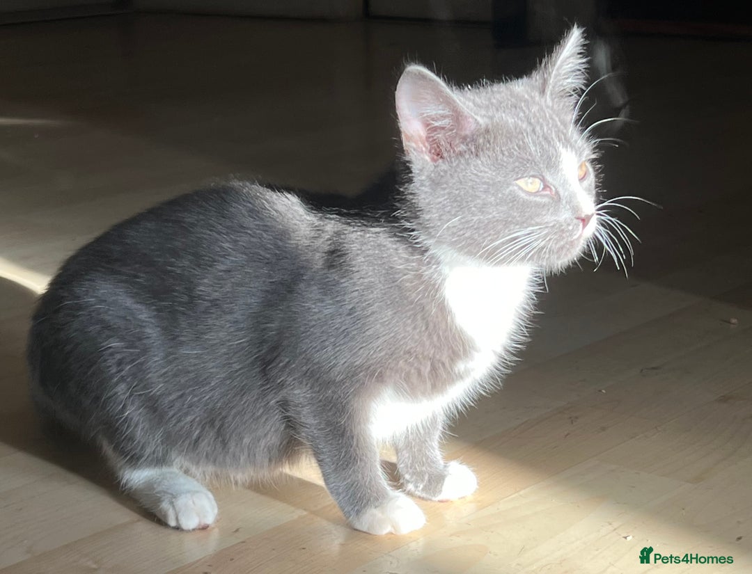 Mixed Breed cats for sale: Munchkin x British shorthair kittens - Advert 8