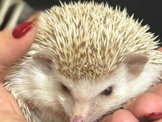 Pygmy Hedgehog rodents Stunning Hedgehog - Advert 1