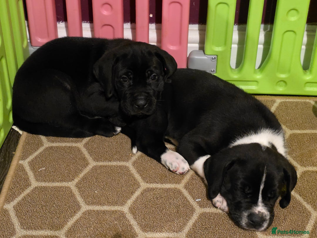 Mixed Breed dogs for sale: Beautiful saint dane puppies - Advert 6