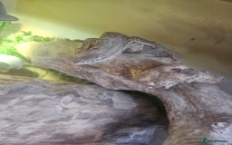 Lizard reptiles for sale: Ackie monitor lizard  - Image 5
