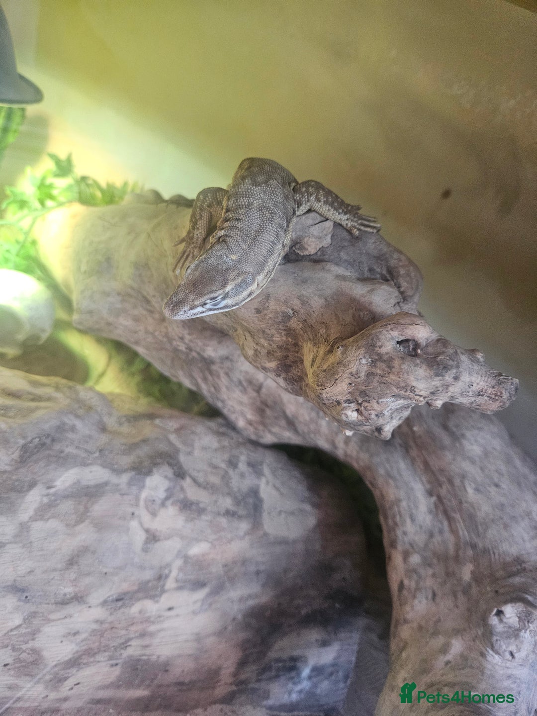 Lizard reptiles for sale: Ackie monitor lizard  - Image 5