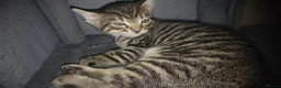 Mixed Breed cats for sale: 3 stunning boy kittens  - Advert 18