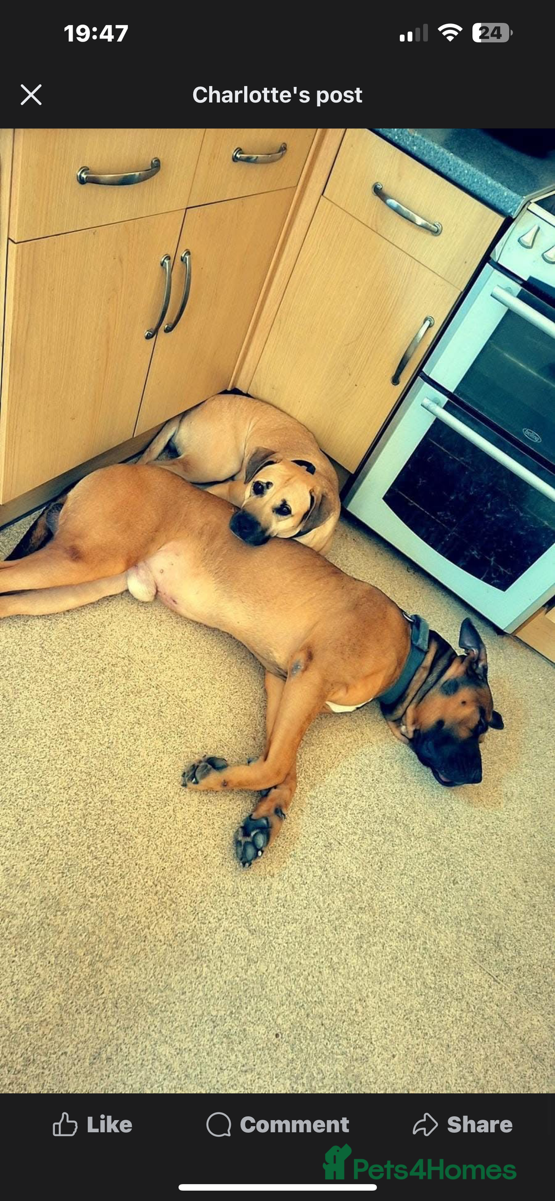 Mixed Breed dogs for sale: Female boerboel x presa canario - Image 6