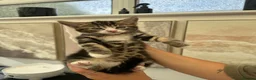 Mixed Breed cats for sale: Beautiful tabby kittens for sale - Advert 29
