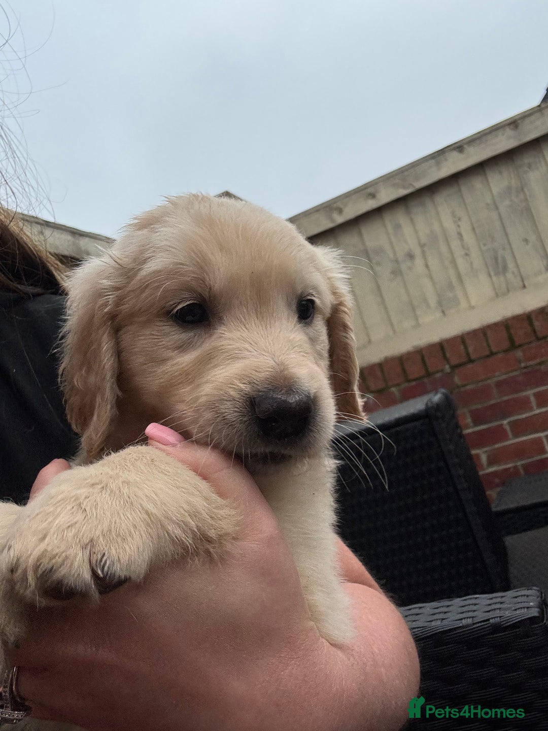 Golden Retriever dogs for sale: Golden retriever X Goldador puppies - Image 23