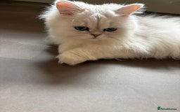 Persian cats for sale: Athena- Persian Chinchilla  - Image 5
