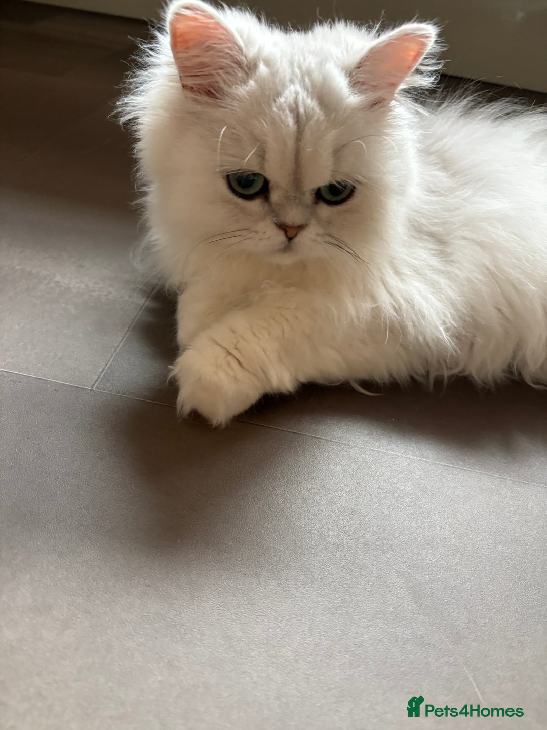 Persian cats for sale: Athena- Persian Chinchilla  - Image 5