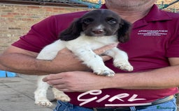 English Springer Spaniel dogs for sale: English Springer Spaniel working lines - Image 3