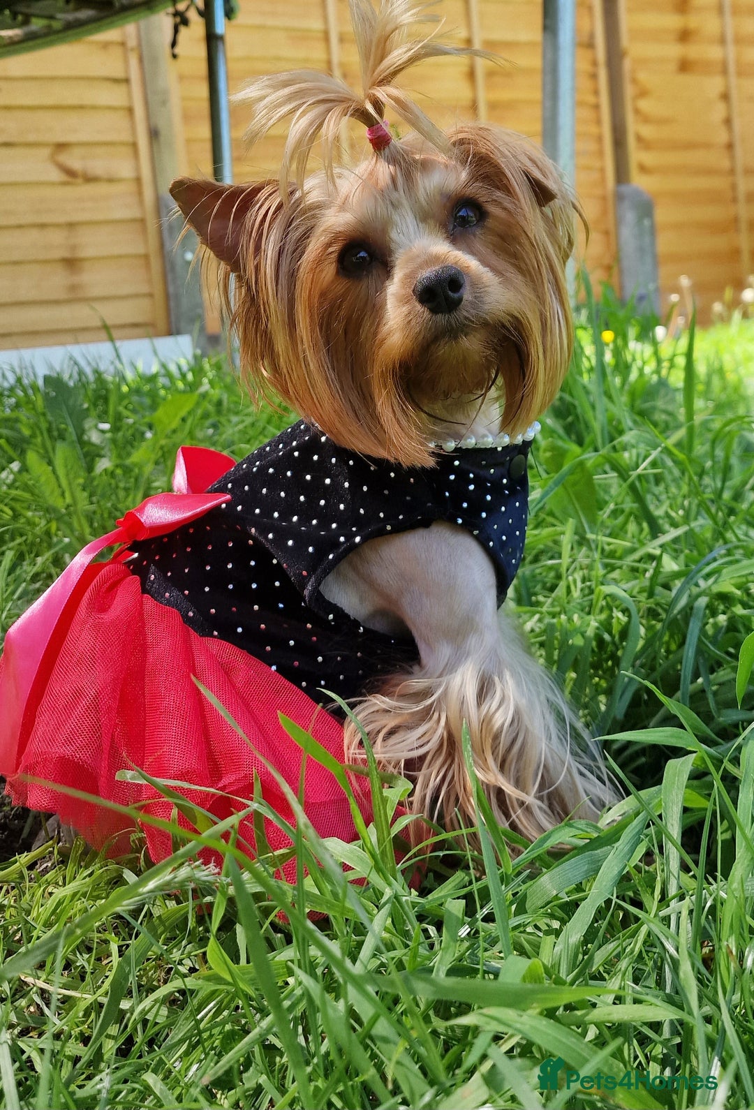 Yorkshire Terrier dogs for sale: Adult York Terrier for sale  - Image 6