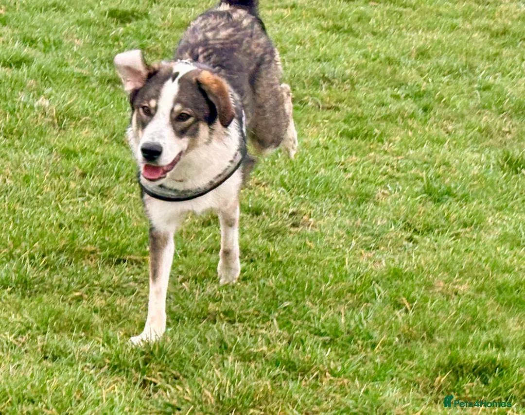 Mixed Breed dogs for sale: Meet wonderful Nala! - Advert 4