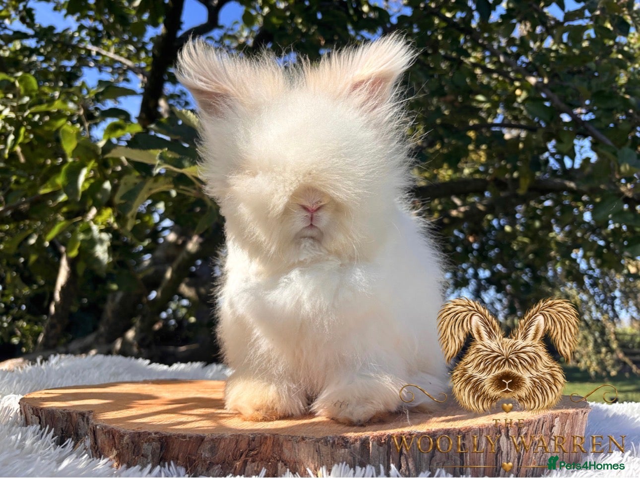 Angora rabbits Fully Vaccinated Angora Litter Ready Now - Advert 1