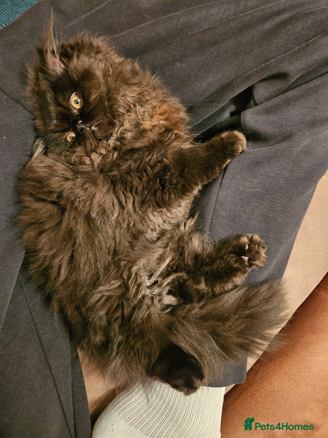 Persian cats for sale: Stunning Persian girl  - Advert 4