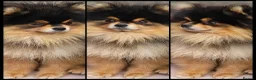 Pomeranian dogs for sale: 2 Male Kc Pomeranian Puppies - Advert 2