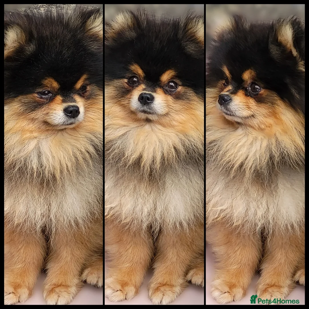 Pomeranian dogs for sale: 2 Male Kc Pomeranian Puppies - Advert 2