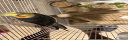 Cockatiels birds for sale: Cockatiel  Pair and cage for Sale in Ashford - Advert 6
