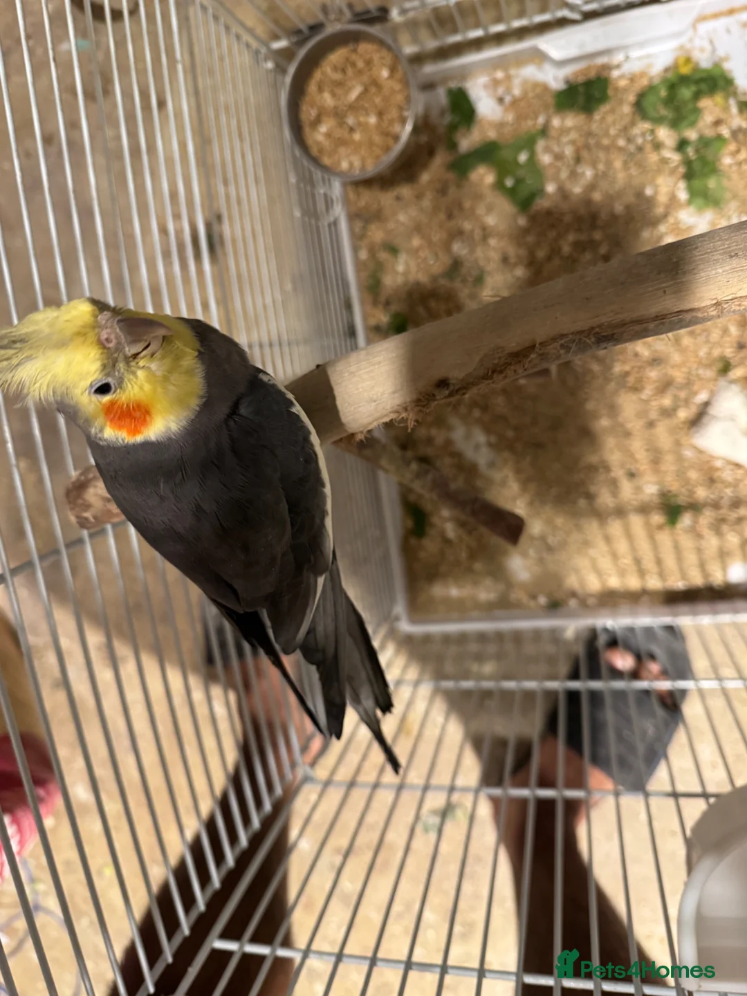 Cockatiels birds for sale: Cockatiel  Pair and cage for Sale in Ashford - Advert 6