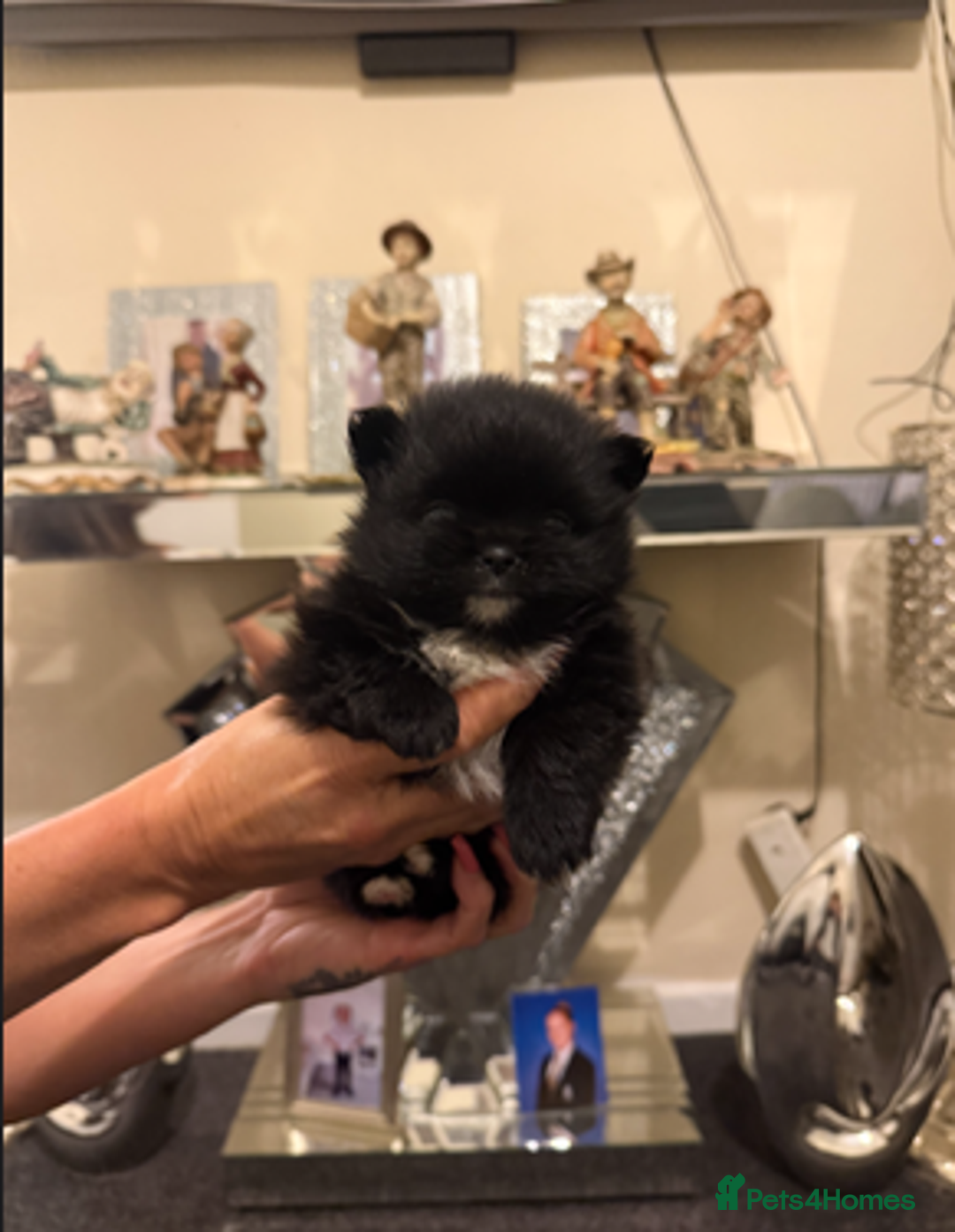 Pomchi dogs for sale: 3 beautiful pomchi - Advert 11