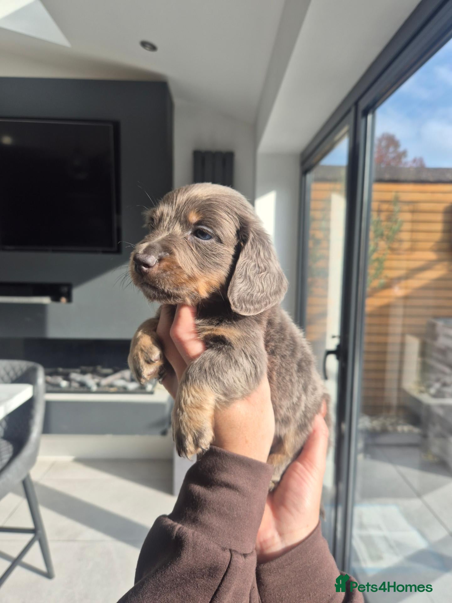 Miniature Dachshund dogs for sale: 🤎 Our Beautiful Miniature Dachshund Babies 🐾 - Advert 2