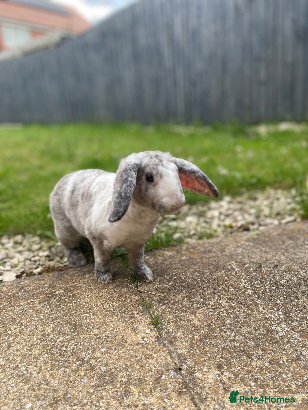 Mixed Breed rabbits for sale: Three beautiful male rabbits - Image 4