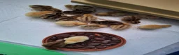 Quail poultry for sale: Japanese Coturnix Hatching Eggs  in Llansantffraid - Advert 5
