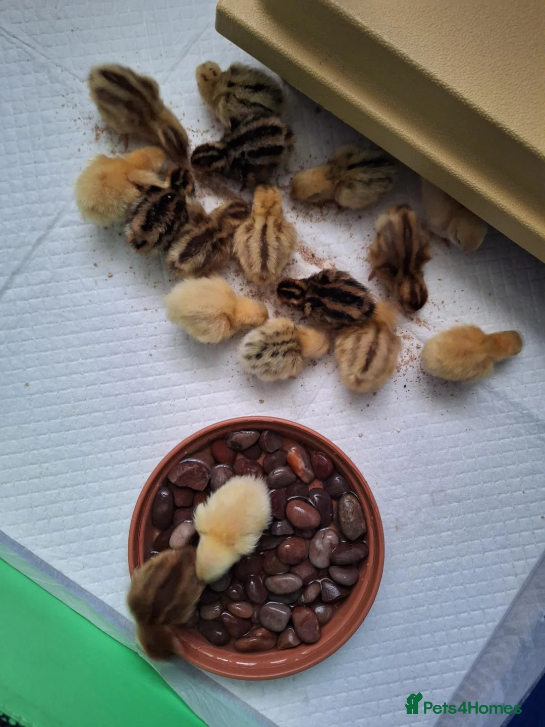 Quail poultry for sale: Japanese Coturnix Hatching Eggs  in Llansantffraid - Advert 5
