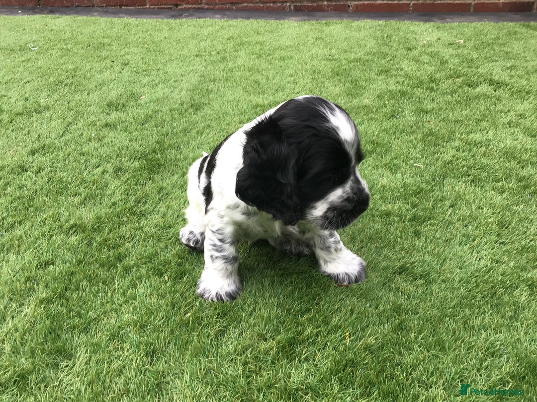 Cocker Spaniel dogs for sale:  show cocker puppy.KC reg. AMS.PRA. & FN clear. - Image 22