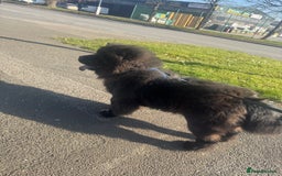 Chow Chow dogs for sale: Big bear  - Image 5