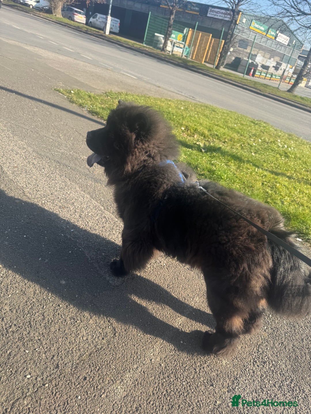 Chow Chow dogs for sale: Big bear  - Image 5