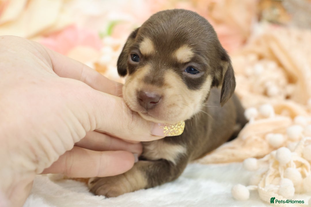 Miniature Dachshund dogs for sale: KC Miniature Dachshund Puppies - Advert 21