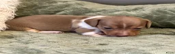 Miniature Dachshund dogs for sale: KC registered PRA clear miniature dachshunds - Advert 13