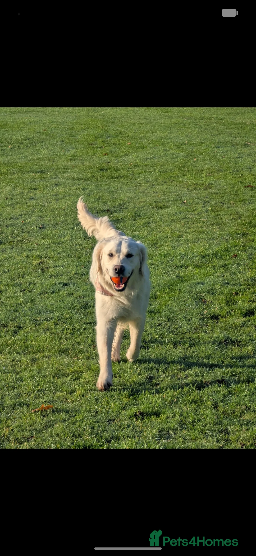 Golden Retriever dogs for sale: 🐾6  Golden Retriever Puppies! 🐾 - Advert 25