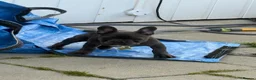 French Bulldog dogs for sale: Female french bulldog puppy  in Tamworth - Advert 3