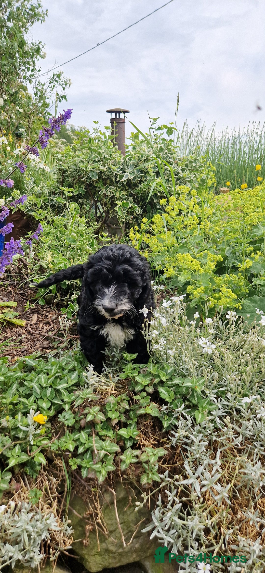 Cockapoo dogs for sale: Cockapoos F1 kc reg parents  in Craven Arms - Image 3