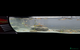 Shrimps fish for sale: fish and fish tank  - Image 3