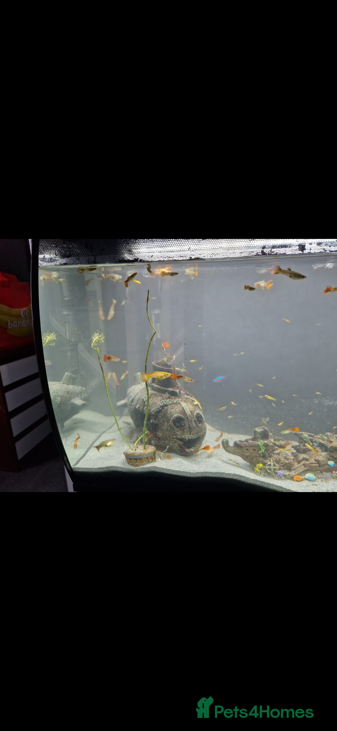 Shrimps fish for sale: fish and fish tank  - Image 3