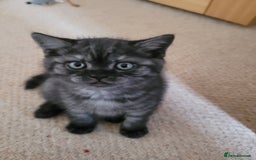 British Shorthair cats for sale: British short hair male kitten - Image 6
